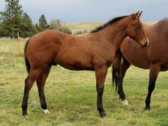 2019 Foal Top Gun Power JW